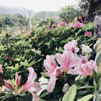 萬里杜鵑花季｜免費賞花好去處，春日漫遊半日遊推薦！