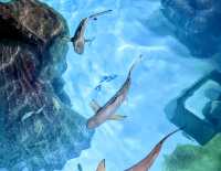 SEA LIFE Manchester