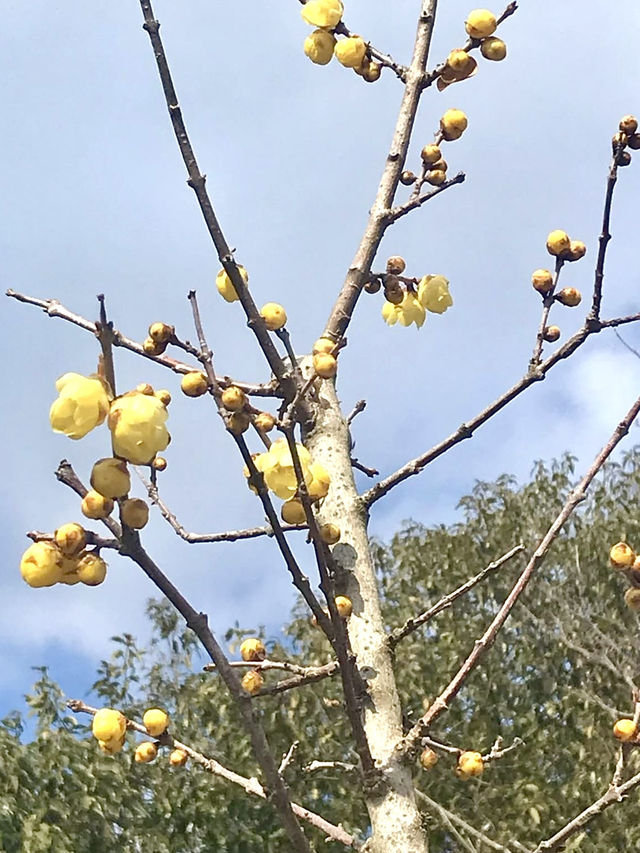 Springtime Bliss at Mizunomori Water Botanical Garden