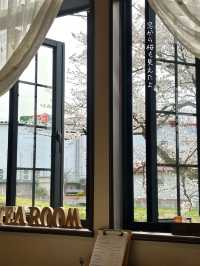 [富山旅行]さくら名所100選の松川付近で桜堪能🌸