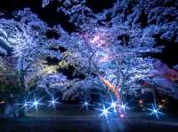 A Spring Night, Like a Dream - Night Illumination at “Sakura no Sato”