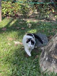 流花湖公園｜貓咪樂園！仲可以近距離睇黑天鵝