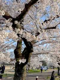 大阪賞櫻-萬博紀念公園，來張太陽之塔與櫻花同框合照！