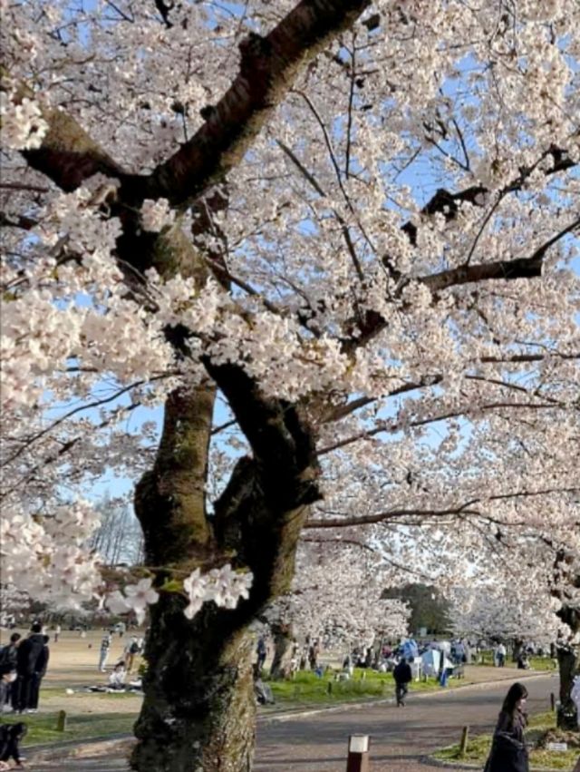 大阪賞櫻-萬博紀念公園，來張太陽之塔與櫻花同框合照！
