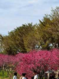  不用飛日本也能賞櫻，中科葳立公園夢幻櫻花盛開。