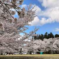 三神峰公園，仙台市民最愛的賞櫻踏青景點