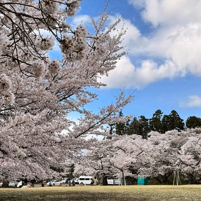 三神峰公園，仙台市民最愛的賞櫻踏青景點