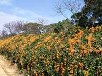 #炮仗花海公園-苗栗縣銅鑼鄉