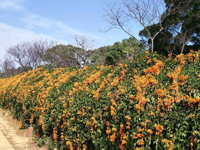 #炮仗花海公園-苗栗縣銅鑼鄉