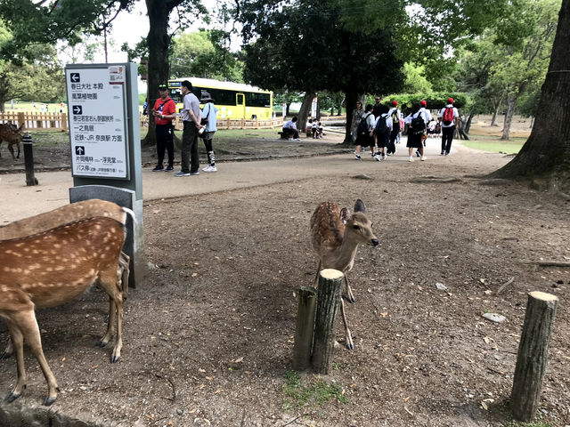 東大寺大仏殿と鹿公園（奈良県奈良市）