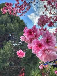 Blossoms and Pagodas: Springtime Magic at Dali’s Chongsheng Temple (崇圣寺三塔)