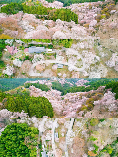 日本一の桜 絶景スポット🌸】吉野山の桜が誘う“桃源郷” | Trip.com 吉野町