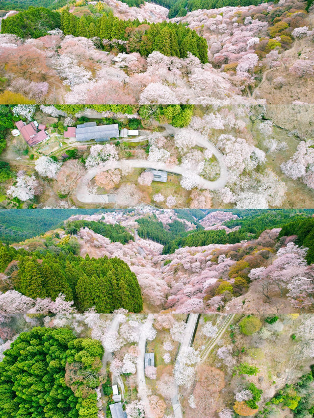 【日本一の桜 絶景スポット🌸】吉野山の桜が誘う“桃源郷”