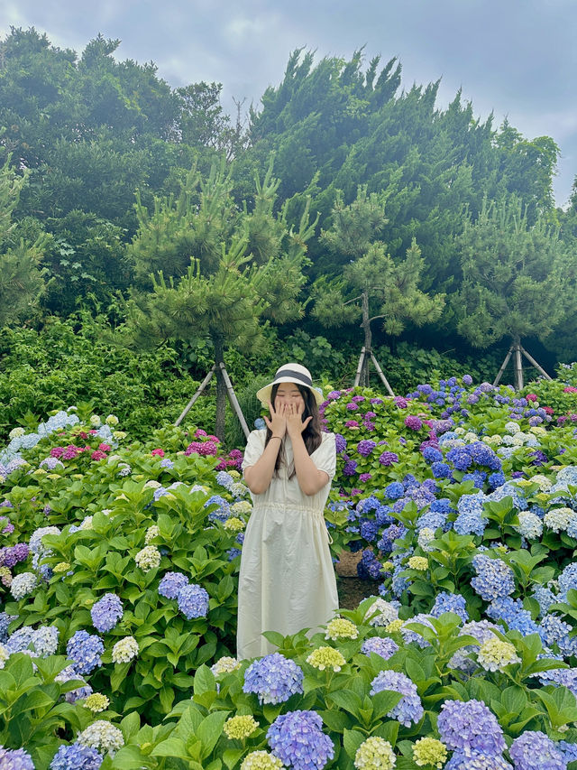 다가오는 수국의 계절 ✨