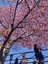 Kawazu Cherry Blossom Festival: The Last Day of Full Bloom 🌸