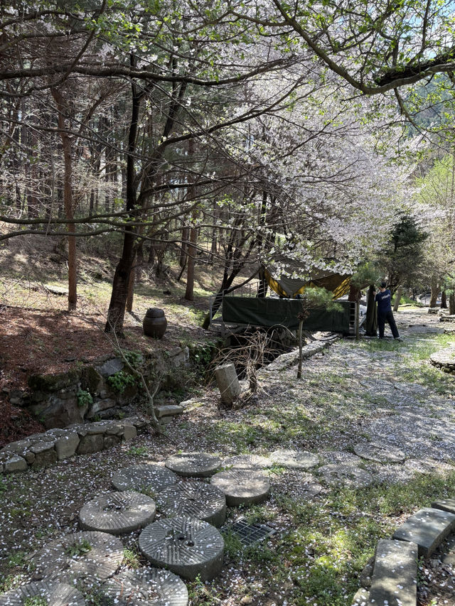 수목원프로방스  キャンプ場