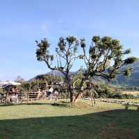 🐑🌿 บ้านแกะแม่ขิ (Maekee Sheep House)