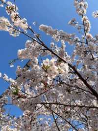 Cherry Blossom Heaven at Jinhae Gunhangje Festival near Busan!
