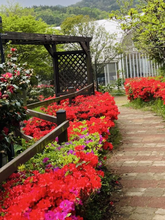 Haneulbit Arboretum: An April Tulip Paradise