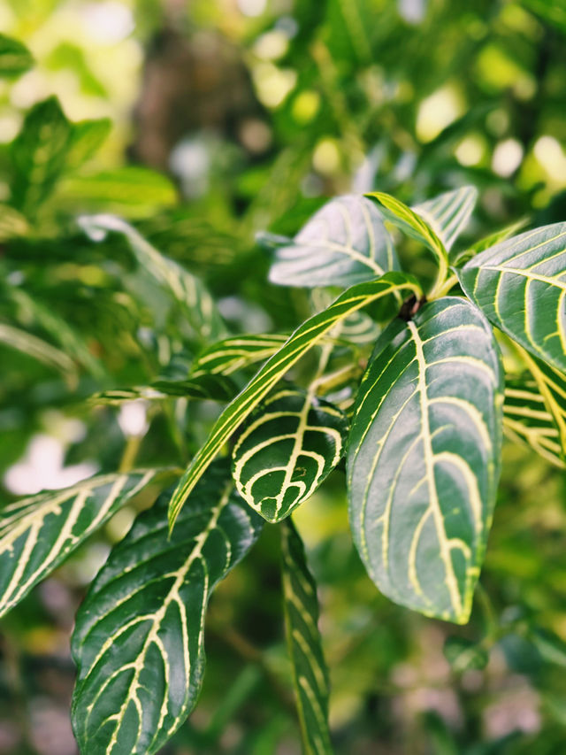 Exploring the Green Oasis of Perdana Botanical Garden