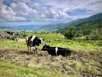 🐄 A Day at Ladang Tenusu Desa Cattle: Cows, Chaos & Cheese! 🧀