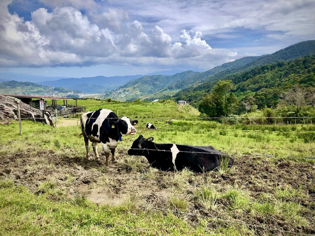 🐄 A Day at Ladang Tenusu Desa Cattle: Cows, Chaos & Cheese! 🧀