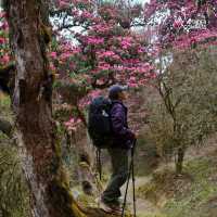 Annapurna trips 