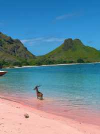 The Pink Beach & the Curious Deer