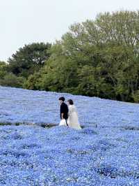 🩵日本福岡藍色花海🩵