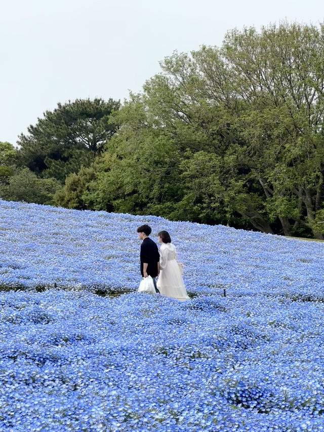 🩵日本福岡藍色花海🩵