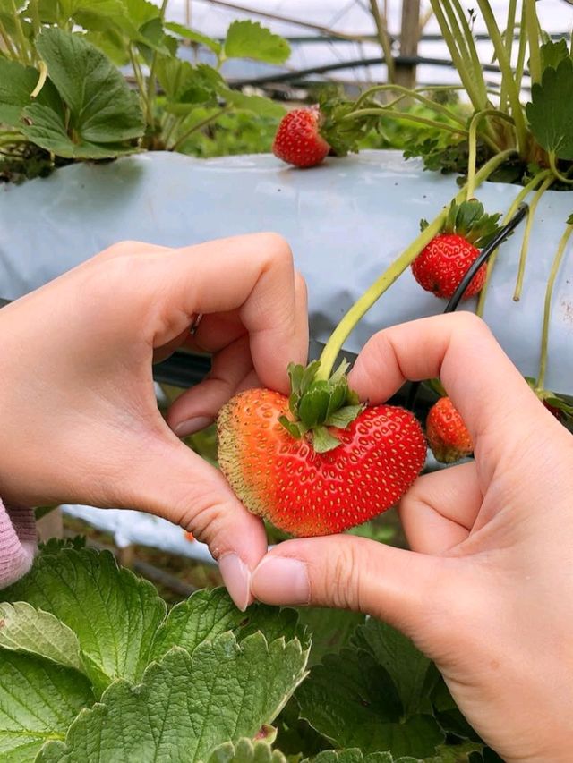 🍓✨ Genting Strawberry Leisure Farm: A Berry Sweet Escape!