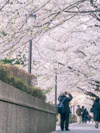 【東京】美しい桜とその歴史