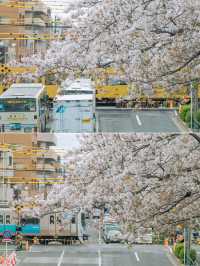【東京】美しい桜とその歴史