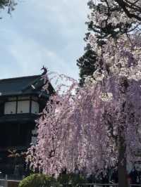 Petals and Pines: Springtime Splendor in Towada