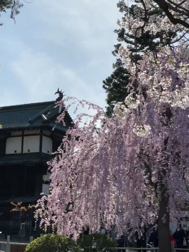 Petals and Pines: Springtime Splendor in Towada