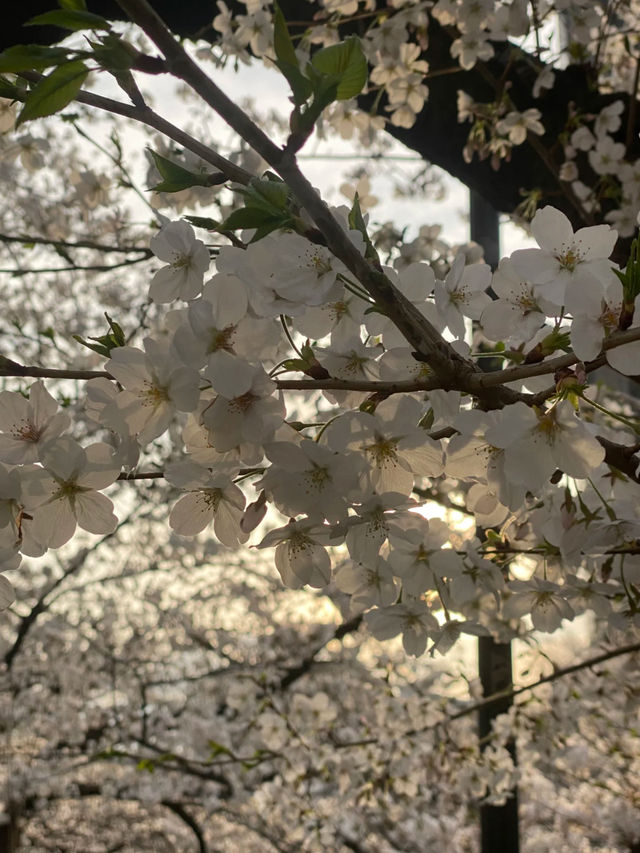 🌸 Kanda River Cherry Blossoms: A Perfect Spring Moment 🌸