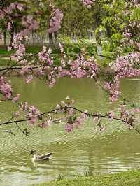 Xi'an's Weeping Flower Wonderland 🦆 