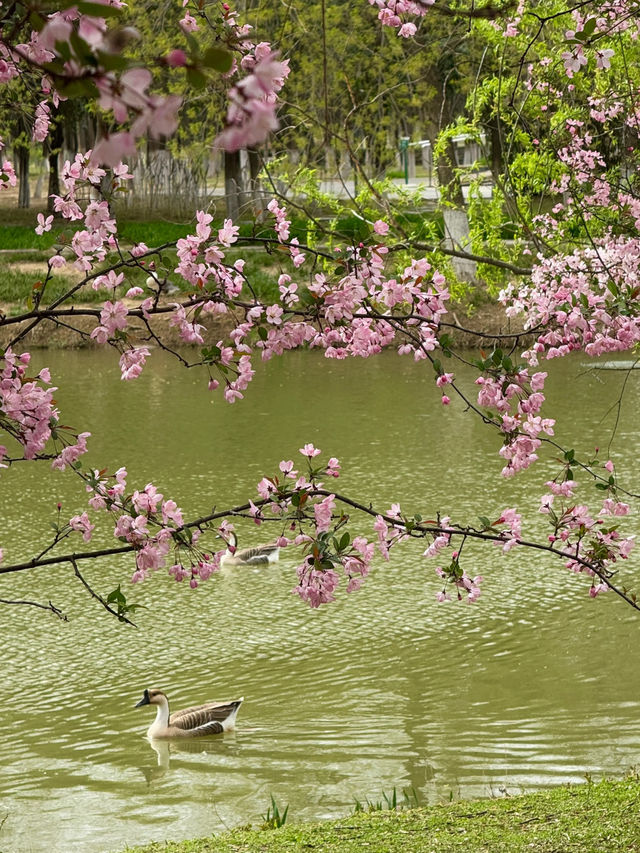 Xi'an's Weeping Flower Wonderland 🦆 