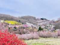 🇯🇵福島 有見過那麼色彩鮮艷的山坡嗎？ 🌼🌸