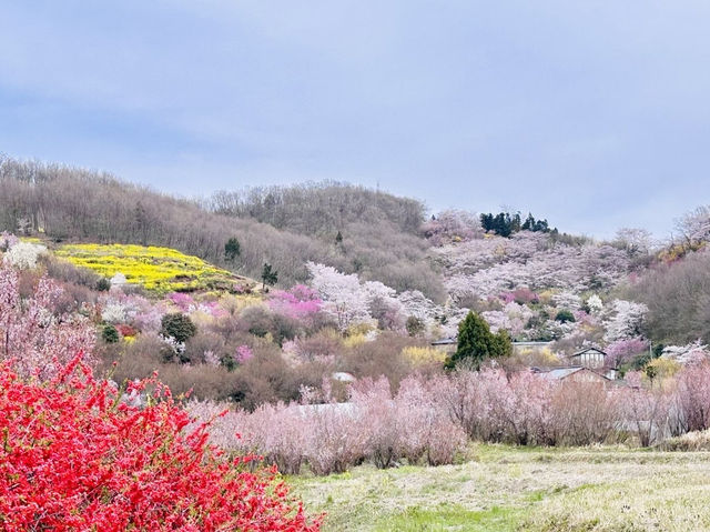 🇯🇵福島 有見過那麼色彩鮮艷的山坡嗎？ 🌼🌸