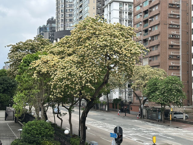香港好去處 | 復活節賞花(上) | 魚木 | 藍花楹