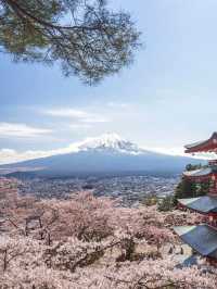 日本🇯🇵｜富士山🗻❌櫻花🌸超靚❗️