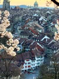 Golden Hour Blossoms at Bern’s Rose Garden