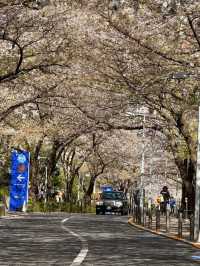 🌸 Catching the Last of Tokyo's Cherry Blossom Season 🌸