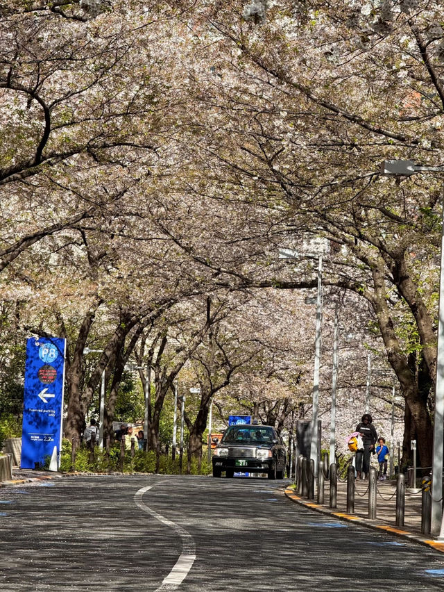 🌸 Catching the Last of Tokyo's Cherry Blossom Season 🌸