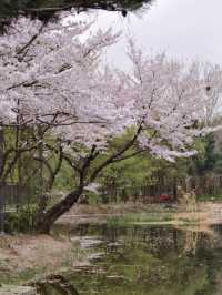 Seoul’s Cherry Blossoms Are So Beautiful, I Can’t Even Put It Into Words!