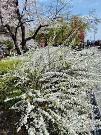 “Petals Over the River: The Dream of Sumida Park”