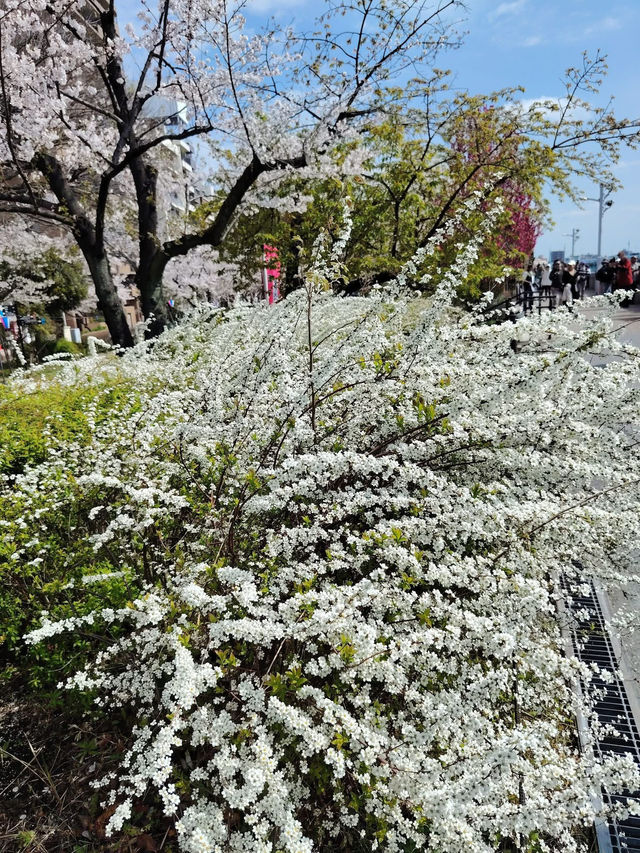 “Petals Over the River: The Dream of Sumida Park”