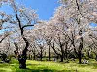 東京賞櫻-百花齊放的國營昭和紀念公園
