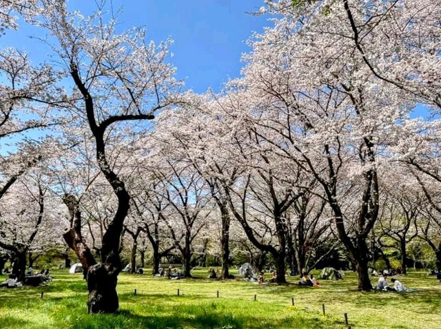 東京賞櫻-百花齊放的國營昭和紀念公園